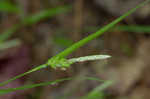 Thinfruit sedge